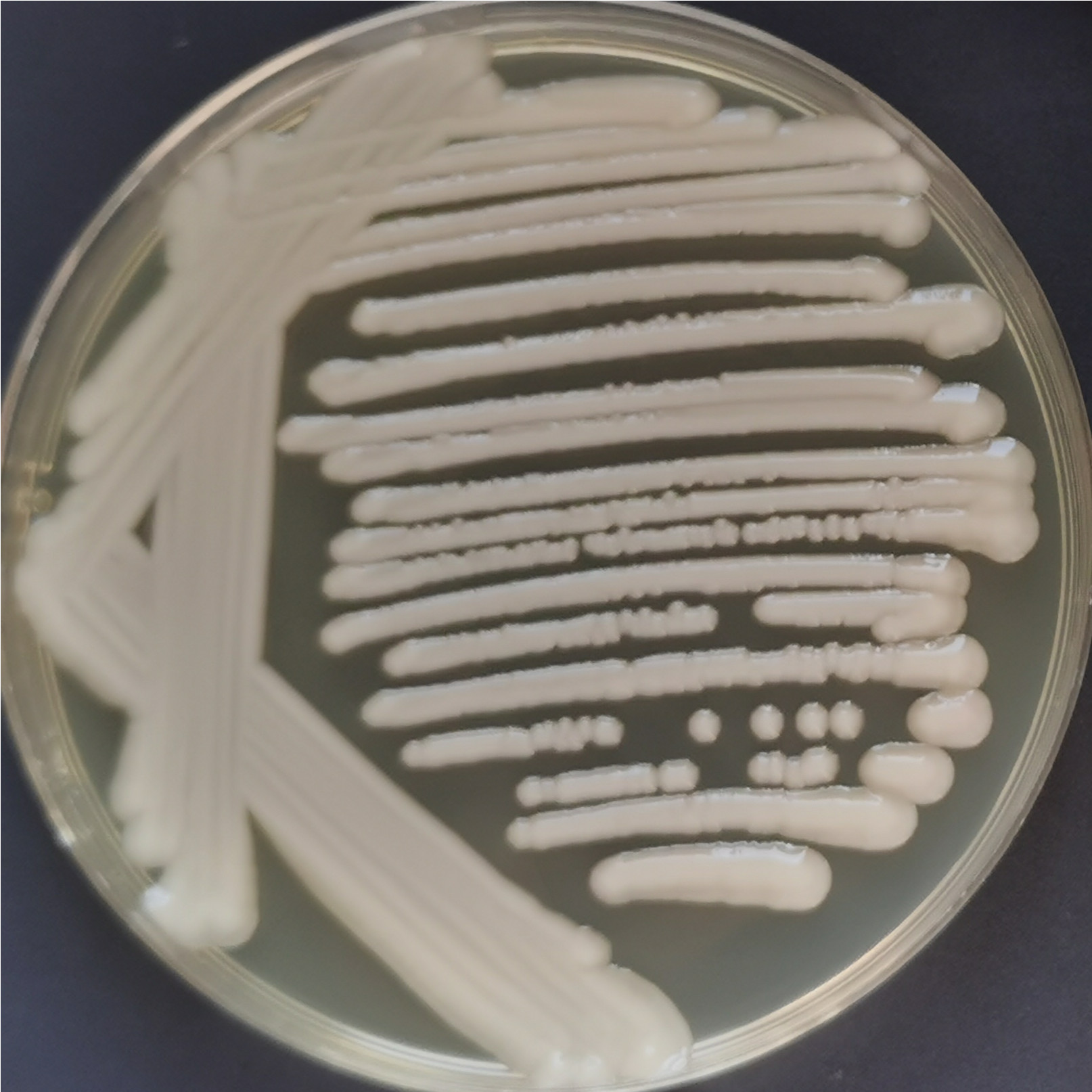 Serratia mucilaginosa-BNCC