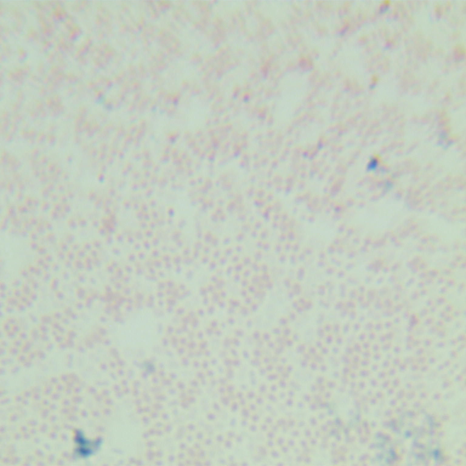 Serratia mucilaginosa-BNCC
