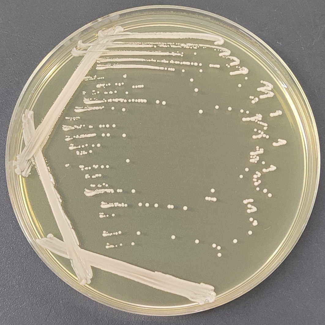 Heat resistant zipper yeast-BNCC
