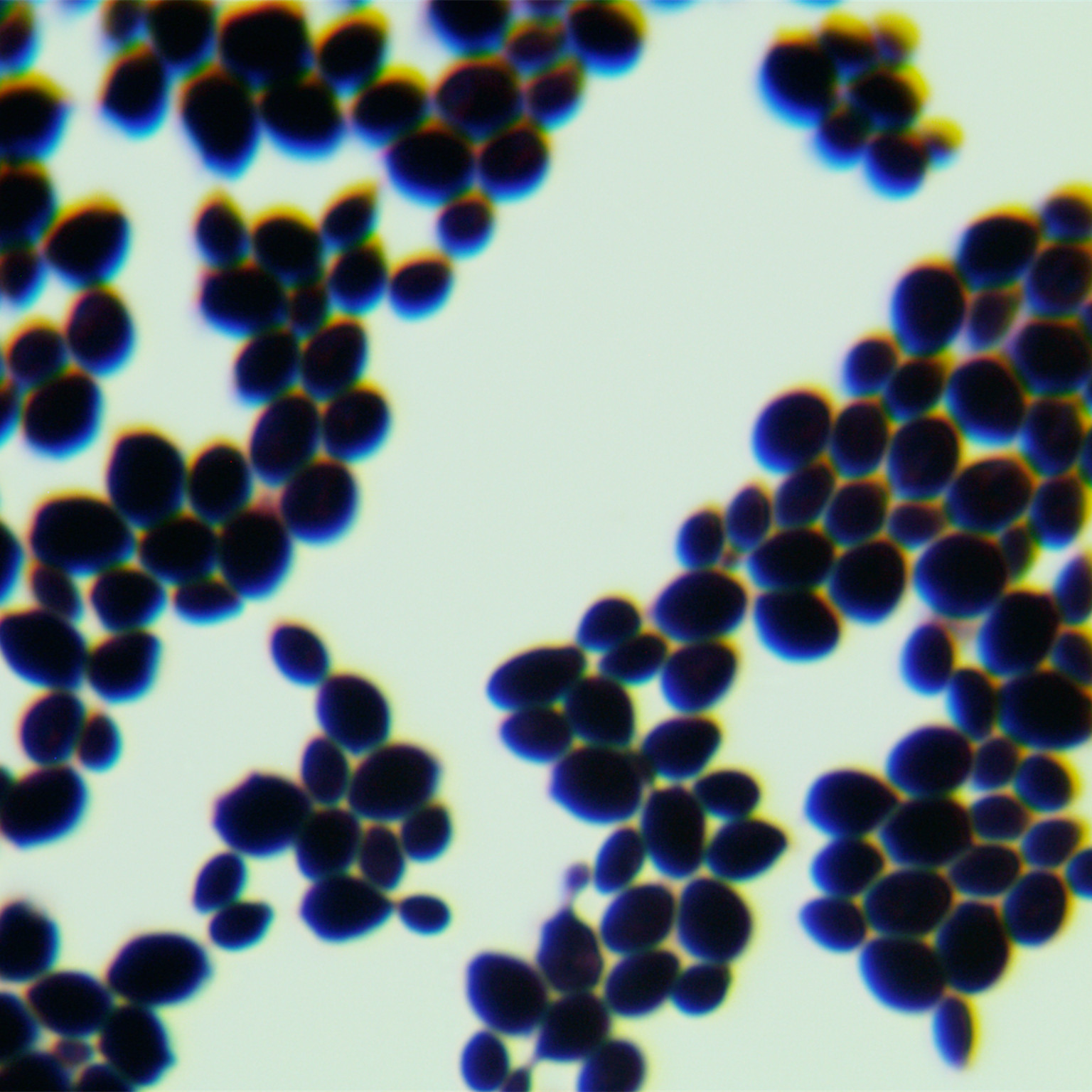 Heat resistant zipper yeast-BNCC