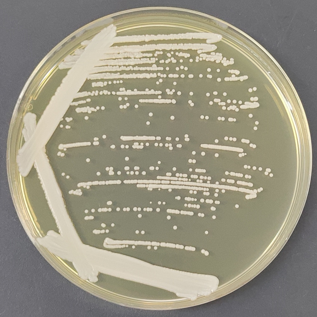 California Barnett yeast-BNCC