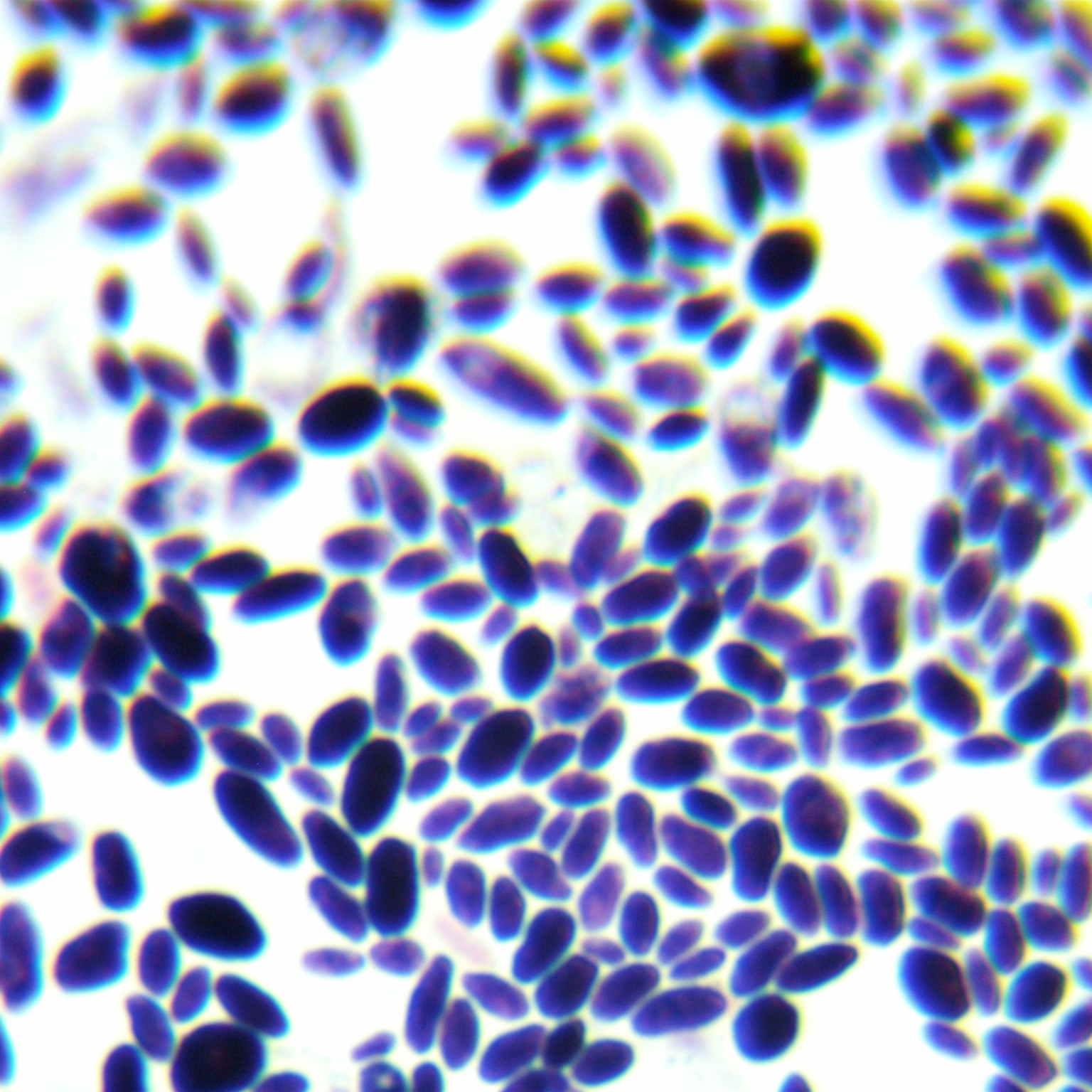 California Barnett yeast-BNCC