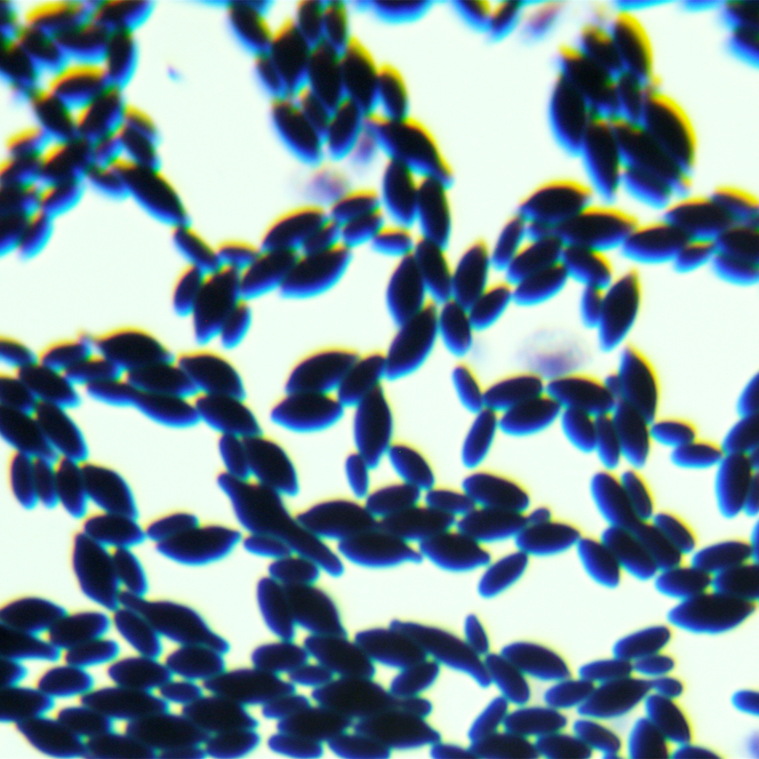 Grape juice contains spore forming Hansenula yeast-BNCC