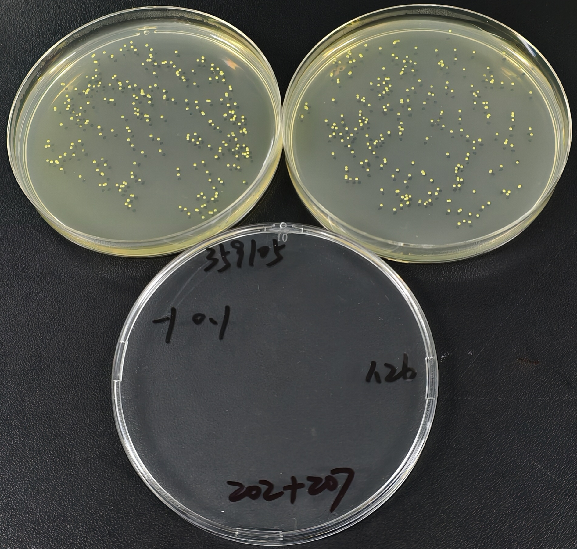 Quantitative strain of Fusarium graminearum-BNCC