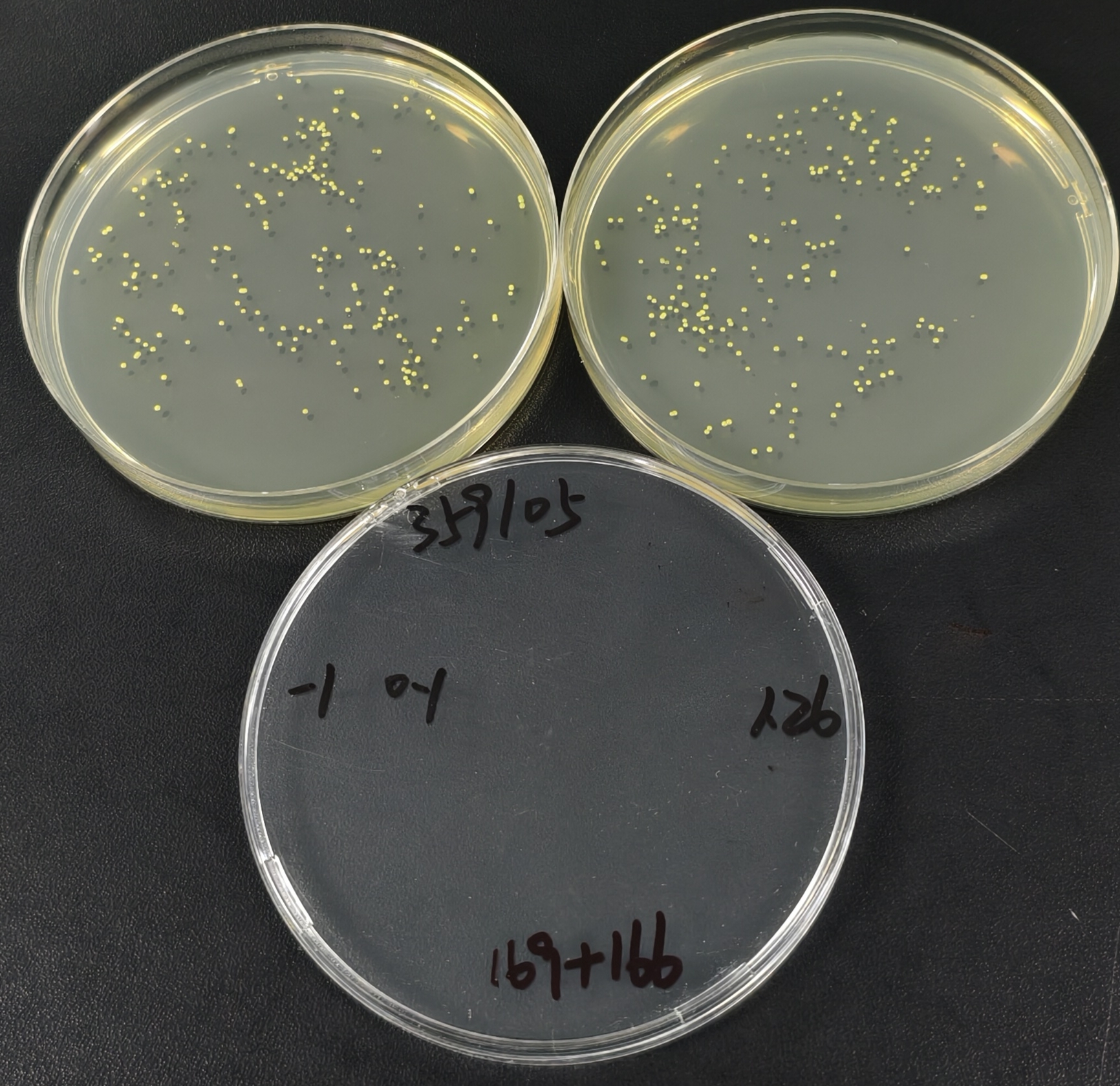 Quantitative strain of Fusarium graminearum-BNCC
