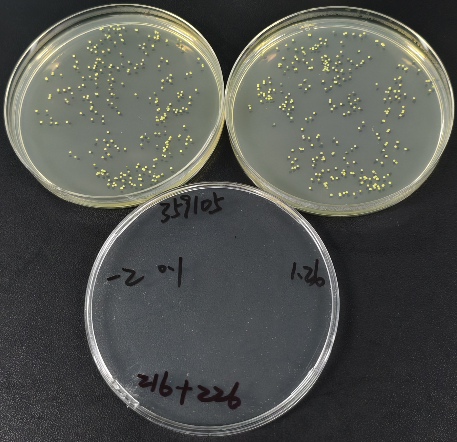 Quantitative strain of Fusarium graminearum-BNCC
