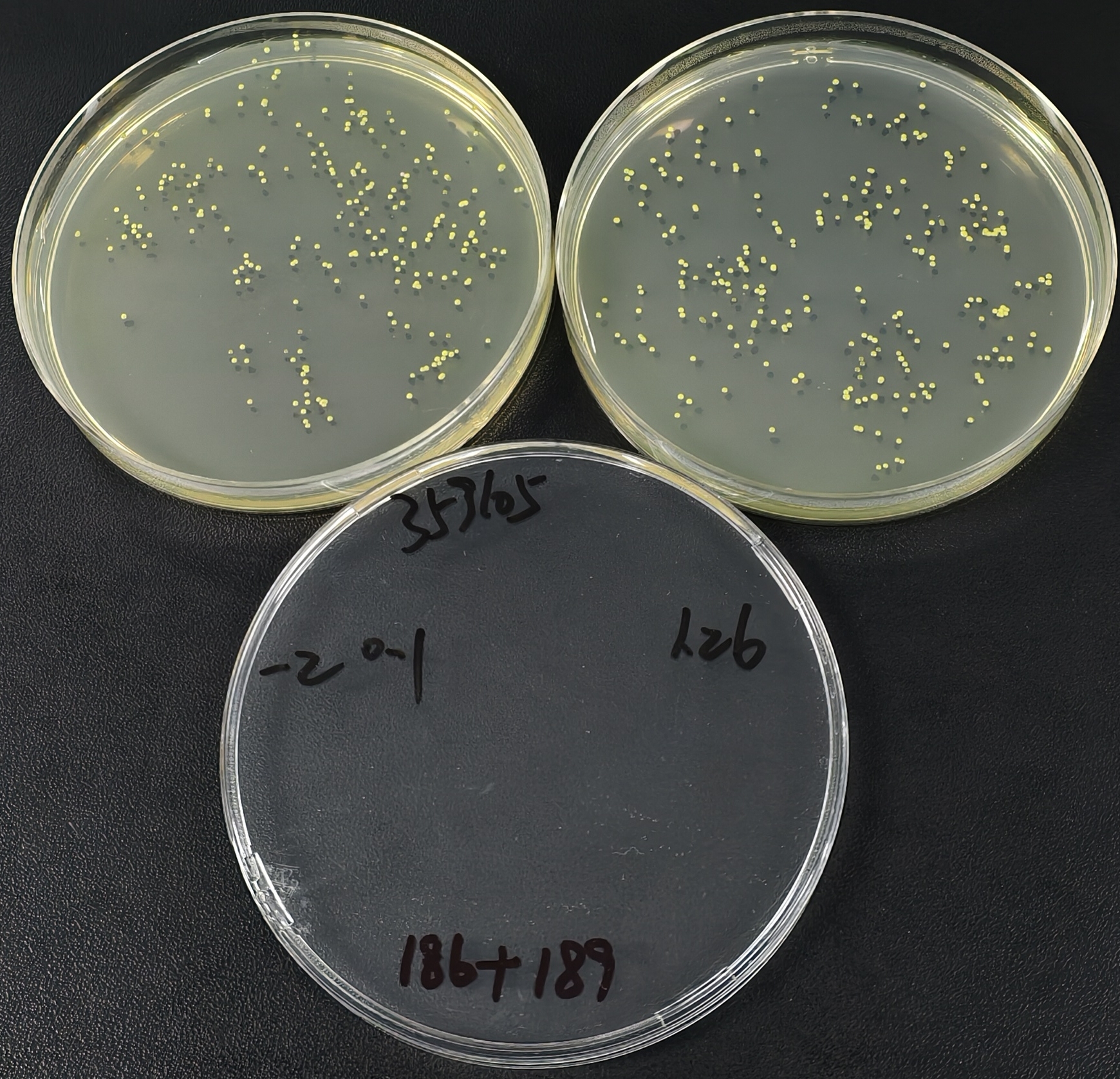 Quantitative strain of Fusarium graminearum-BNCC