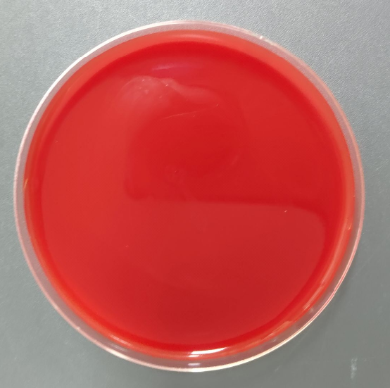 Clostridium difficile nucleic acid reference substance (Heat-inactivated) (strongly positive)-BNCC