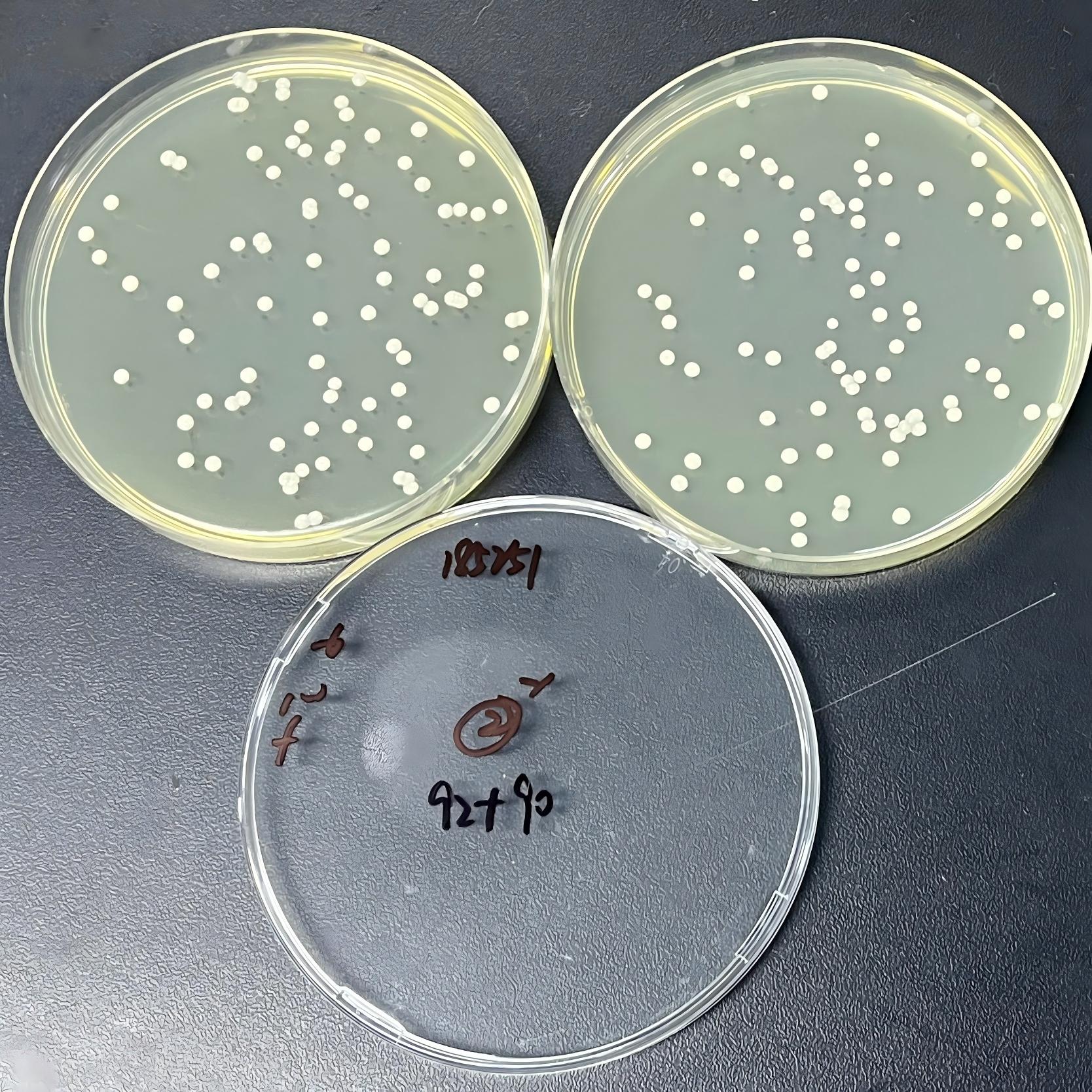 Quantitative strain of Staphylococcus aureus-BNCC