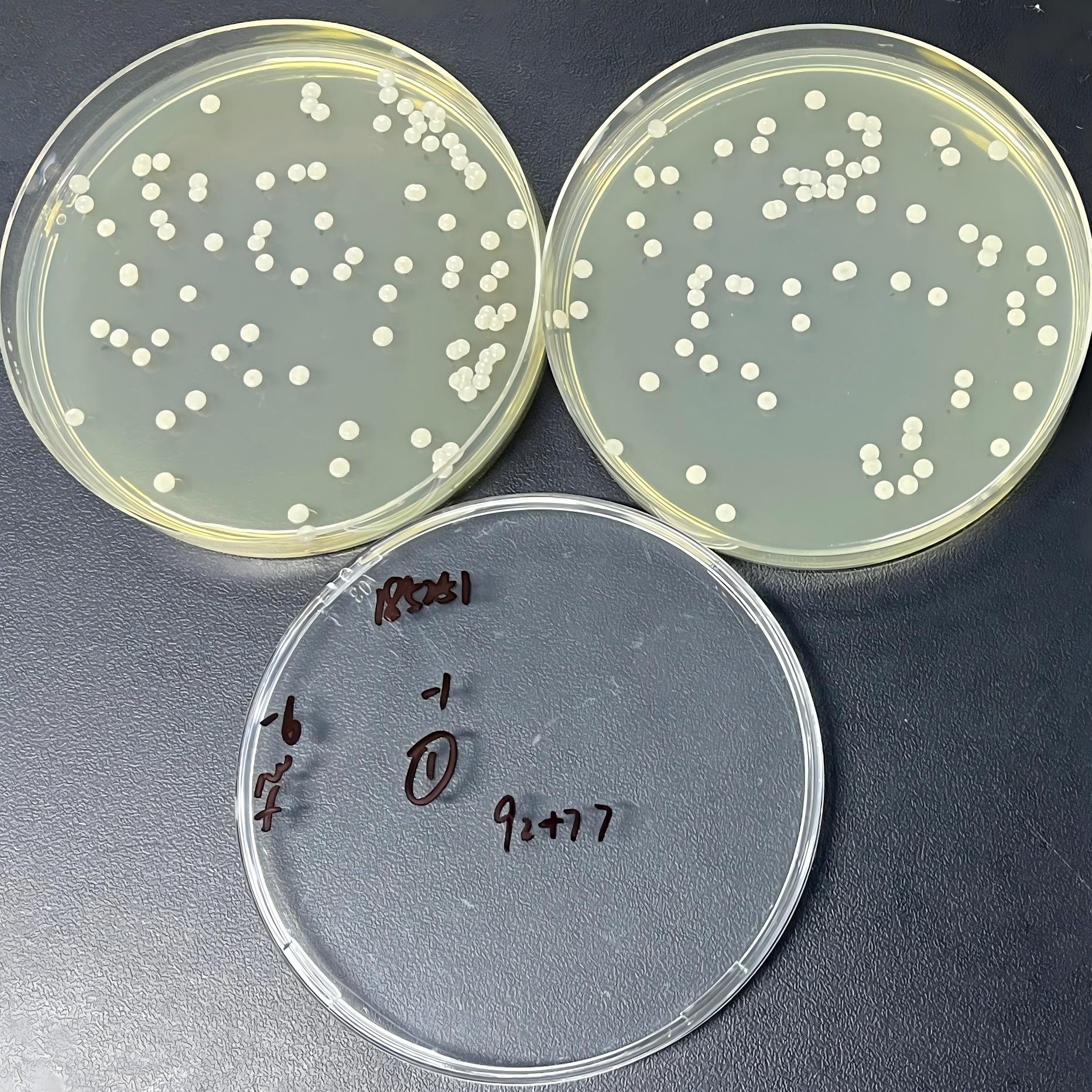 Quantitative strain of Staphylococcus aureus-BNCC