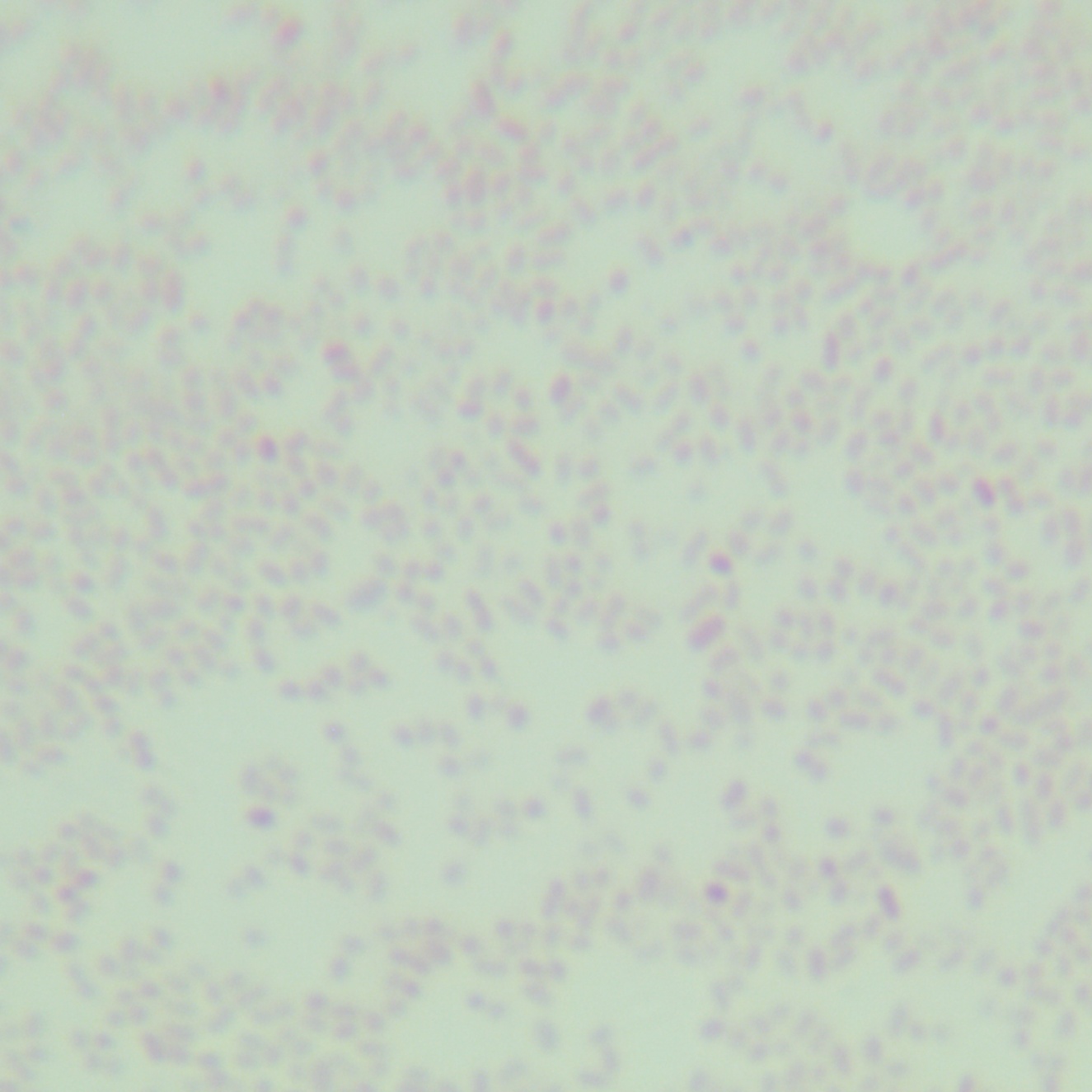 Bacillus amyloliquefaciens-BNCC