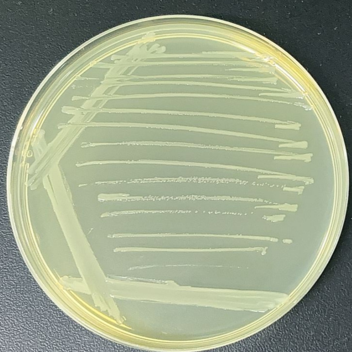 Bacillus amyloliquefaciens-BNCC