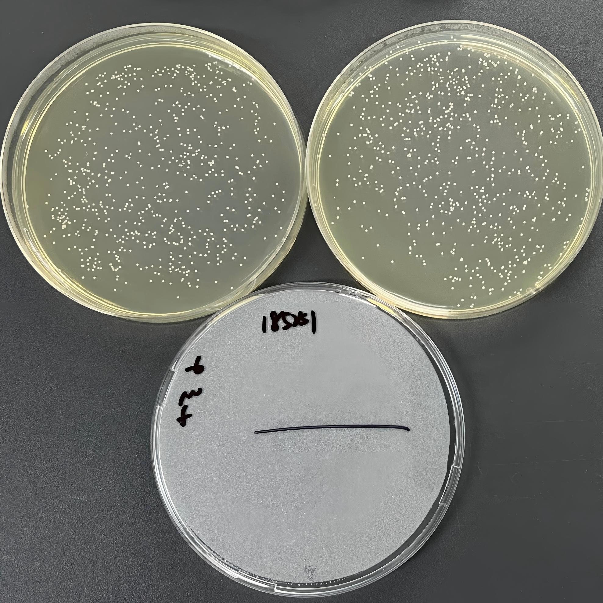 Quantitative strain of Staphylococcus aureus-BNCC