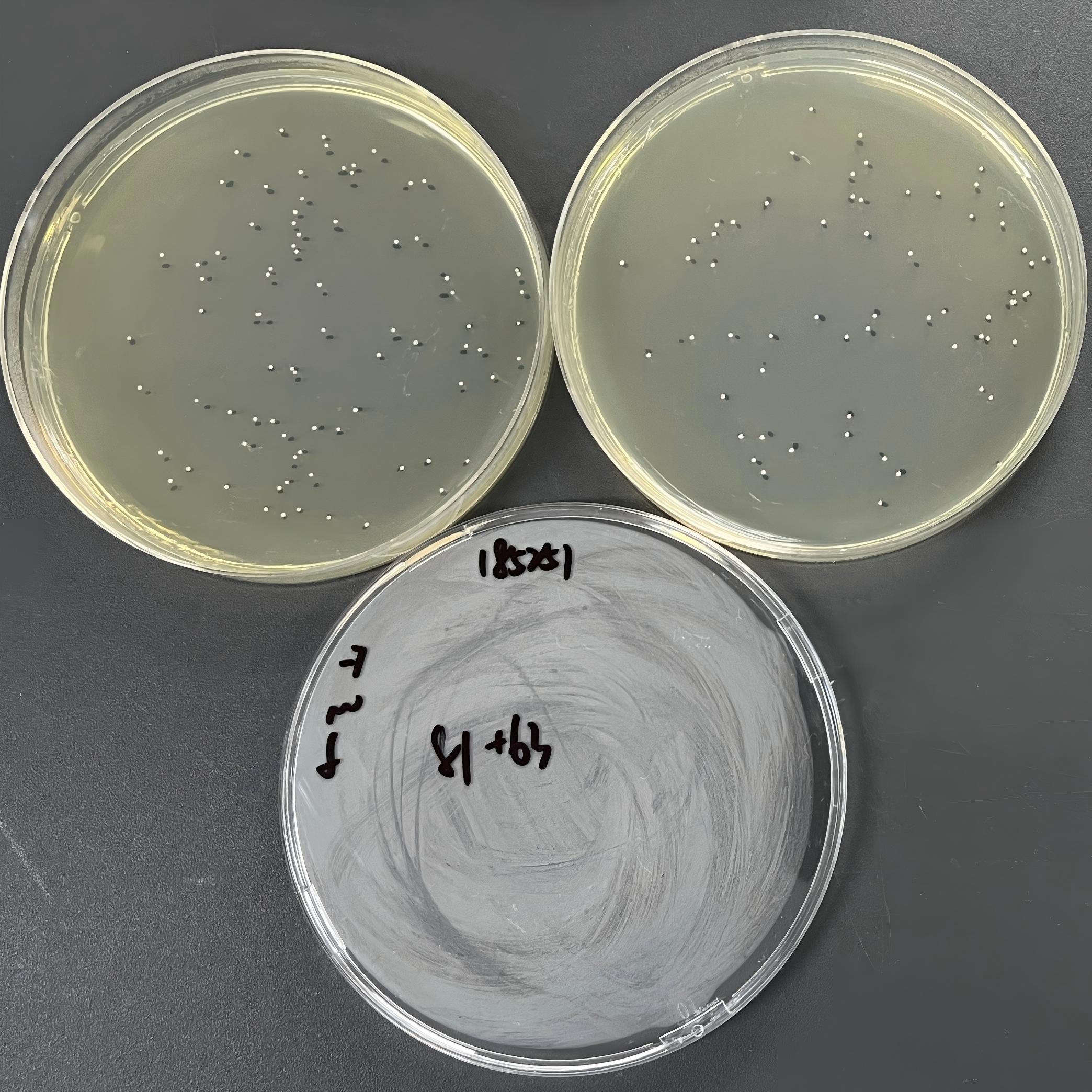 Quantitative strain of Staphylococcus aureus-BNCC