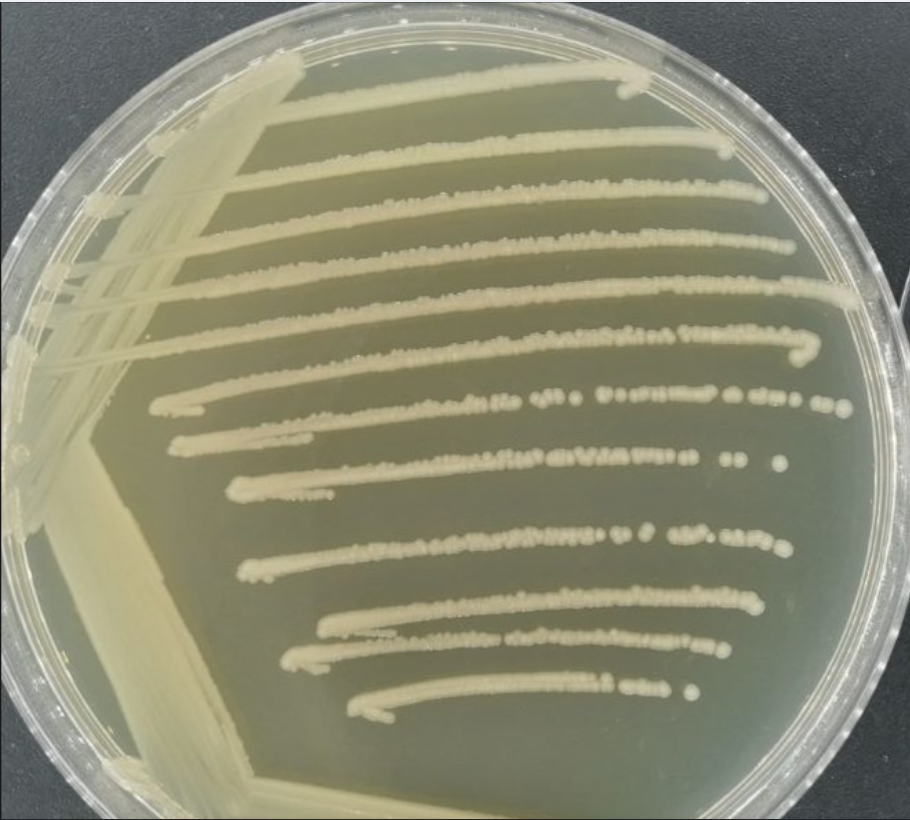 Black Malang Candida Deoxyribonucleic Acid Liquid Indoor Quality Control Product-BNCC